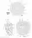 Fig. 02 - Variable valve timing camshaft with improved oil transfer between inner and outer shafts