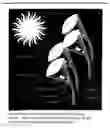 Fig. 01 - Tasoptic Lens - Solar Energy