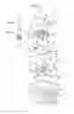 Fig. 03 - Vane pump device for controlling deviation of a force applied to the vanes