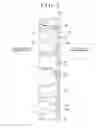Fig. 03 - Rolling bearing