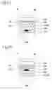 Fig. 13 - Input component, sensor sheet, and decorative component