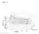 Fig. 09 - DATA PROCESSOR AND A DATA PROCESSING METHOD