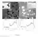 Fig. 04 - Novel Gold Nanostructures and Methods of Use