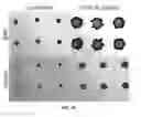 Fig. 02 - PRINTED DIGITAL MICROFLUIDIC DEVICES METHODS OF USE AND MANUFACTURE THEREOF
