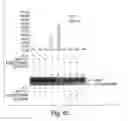 Fig. 08 - Methods of determining cellular chemosensitivity