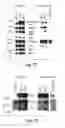 Fig. 15 - Methods of determining cellular chemosensitivity