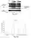 Fig. 28 - Methods of determining cellular chemosensitivity