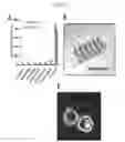 Fig. 20 - Microtentacle imaging in patient tumor samples