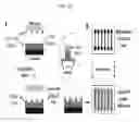 Fig. 23 - Microtentacle imaging in patient tumor samples