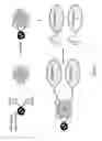 Fig. 02 - Bis-biotinylation tags