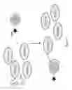 Fig. 06 - Bis-biotinylation tags
