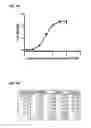 Fig. 06 - Antibody-based arrays for detecting multiple signal transducers in rare circulating cells