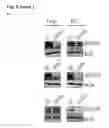 Fig. 24 - Personalized therapy of inflammation-associated cancer using methods of assessing the susceptibility of a subject to the treatment with EGFR inhibitors/antagonists