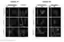 Fig. 07 - Molecular display system