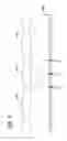 Fig. 25 - Non-telecentric emissive micro-pixel array light modulators and methods of fabrication thereof