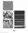 Fig. 02 - Highly tunable magnetic liquid crystals