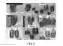 Fig. 03 - Seedless pepper plants