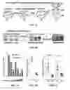 Fig. 02 - ANIMAL MODEL FOR STUDYING COMPLEX HUMAN DISEASES