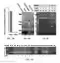 Fig. 05 - ANIMAL MODEL FOR STUDYING COMPLEX HUMAN DISEASES