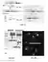 Fig. 10 - ANIMAL MODEL FOR STUDYING COMPLEX HUMAN DISEASES