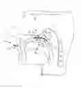 Fig. 01 - GAME CALL ASSEMBLY HAVING A PALATE CONFORMER