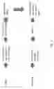 Fig. 02 - Process for the production of a shelf-stable filled sponge-type bakery product