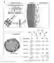 Fig. 01 - STABLE EMULSIONS FROM DIPEPTIDE DERIVATIVES