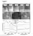 Fig. 08 - STABLE EMULSIONS FROM DIPEPTIDE DERIVATIVES