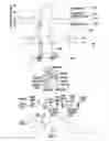 Fig. 04 - SYSTEM AND METHOD OF IDENTIFICATION OF THE HEART VALVE SIGNALS