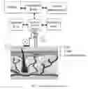 Fig. 02 - Method for Extracting Fluids from Tissue and Uses Thereof