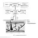 Fig. 02 - DEVICE AND METHOD FOR EXTRACTING FLUIDS FROM TISSUE