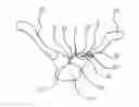 Fig. 01 - Internal fixation plate for sternoclavicular joint