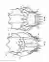 Fig. 04 - Collapsible/expandable prosthetic heart valves with native calcified leaflet retention features