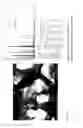Fig. 24 - Method for creating a Mineral Trioxide Aggregate material with improved biological effects