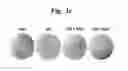 Fig. 04 - Composition for improving skin conditions, containing chlorophyll a or pheophorbide a