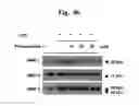 Fig. 13 - Composition for improving skin conditions, containing chlorophyll a or pheophorbide a
