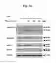 Fig. 17 - Composition for improving skin conditions, containing chlorophyll a or pheophorbide a