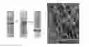 Fig. 01 - PEPTIDE HYDROGEL PROPERTIES AND ITS APPLICATIONS