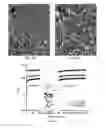 Fig. 07 - PEPTIDE HYDROGEL PROPERTIES AND ITS APPLICATIONS