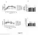 Fig. 08 - Pharmaceutical composition comprising rimeporide for treating diseases associated with insulin resistance and β-cell dysfunction