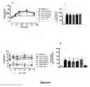 Fig. 09 - Pharmaceutical composition comprising rimeporide for treating diseases associated with insulin resistance and β-cell dysfunction