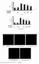 Fig. 18 - Use of kukoamine A and kukoamine B