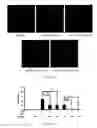 Fig. 19 - Use of kukoamine A and kukoamine B