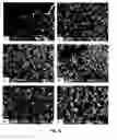 Fig. 07 - Solid oral formulation of fenretinide
