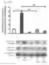 Fig. 18 - METHODS OF LIMITING MORBIDITY IN HEMOGLOBINOPATHIES