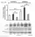 Fig. 20 - METHODS OF LIMITING MORBIDITY IN HEMOGLOBINOPATHIES