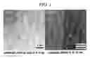 Fig. 02 - Graphene Nanostructure-Based Pharmaceutical Composition for Preventing or Treating Neurodegenerative Diseases