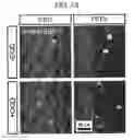 Fig. 09 - Graphene Nanostructure-Based Pharmaceutical Composition for Preventing or Treating Neurodegenerative Diseases