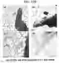 Fig. 16 - Graphene Nanostructure-Based Pharmaceutical Composition for Preventing or Treating Neurodegenerative Diseases