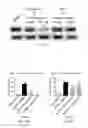 Fig. 03 - Arf6 inhibitors and methods of synthesis and use thereof